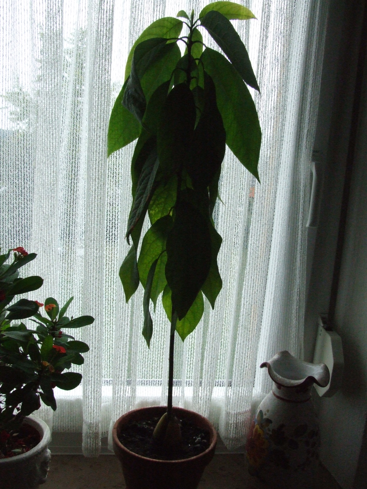 Die ist etwa 3 Monate alt ...