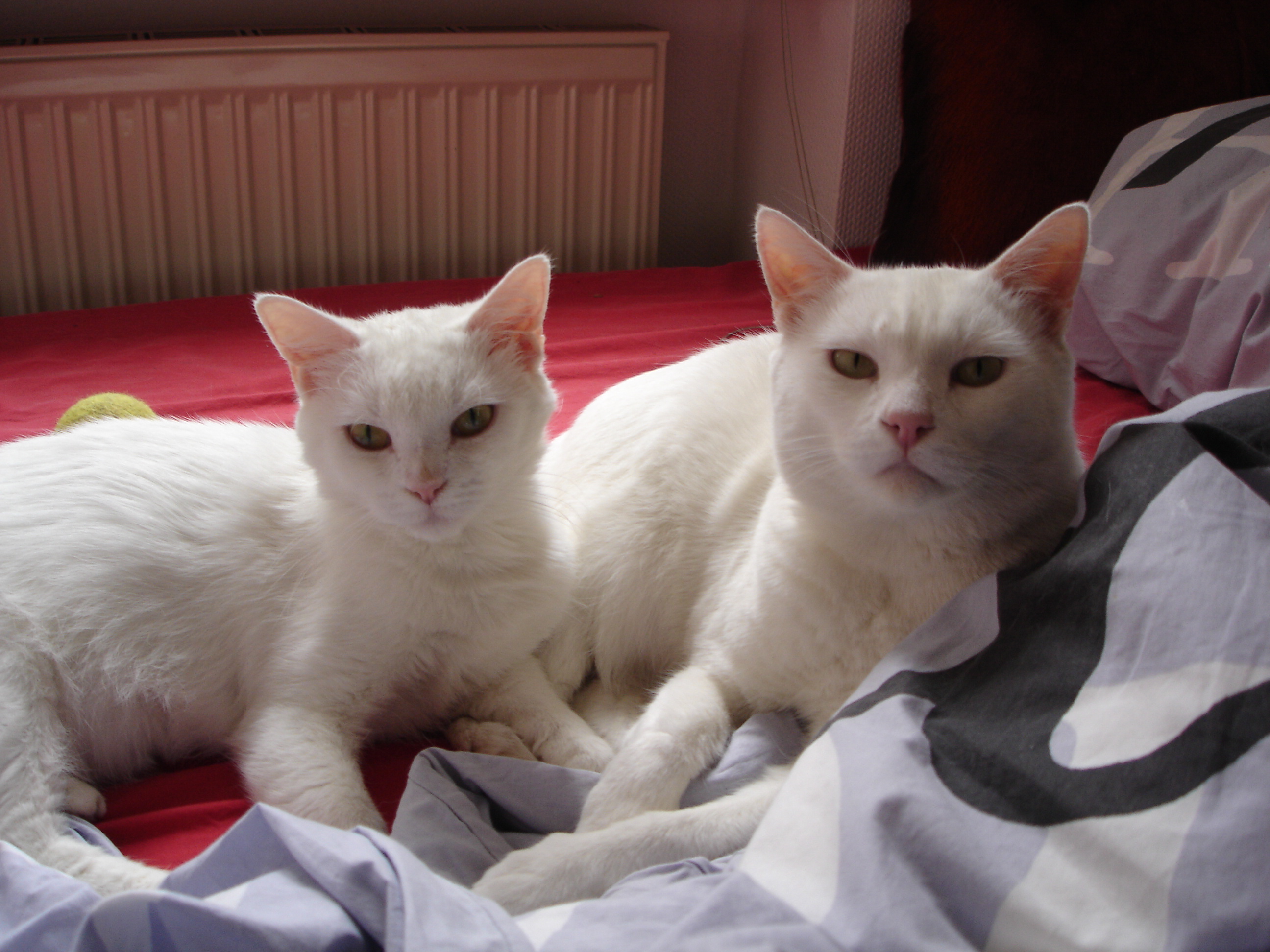 DSC05730.JPG