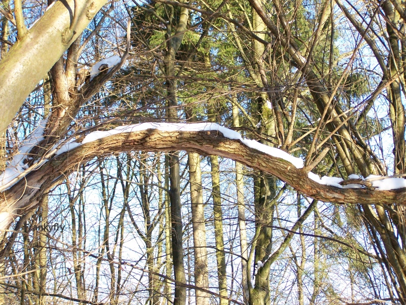 Es liegt Schnee auf Baum...