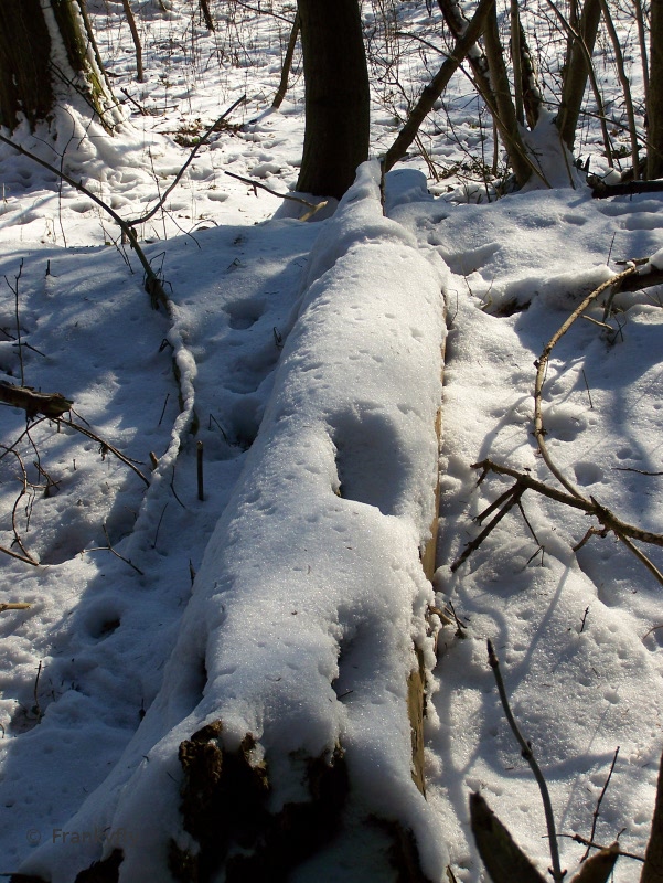 ... Stumpf ...