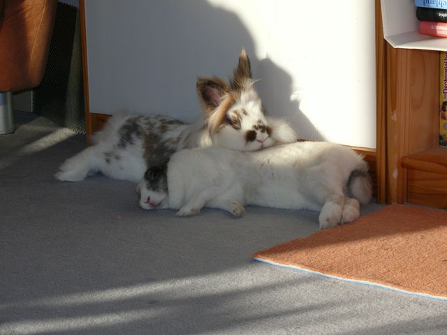 Milli (vorn) und Möhrchen