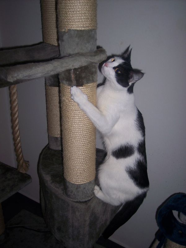 Uschi auf dem Kratzbaum