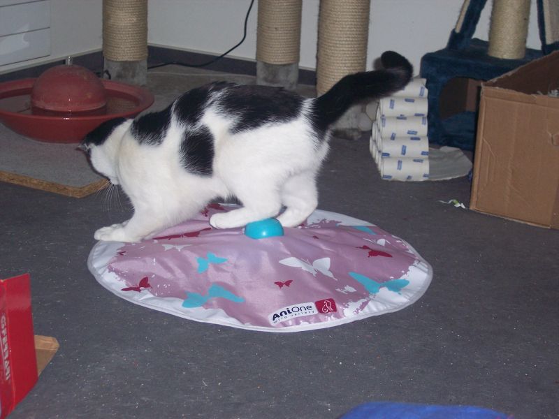 Uschi und das neue Spielzeug, der &quot;Mouse Rotator&quot;