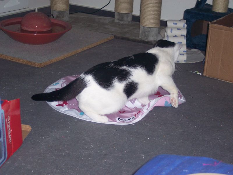 Uschi und das neue Spielzeug, der &quot;Mouse Rotator&quot;