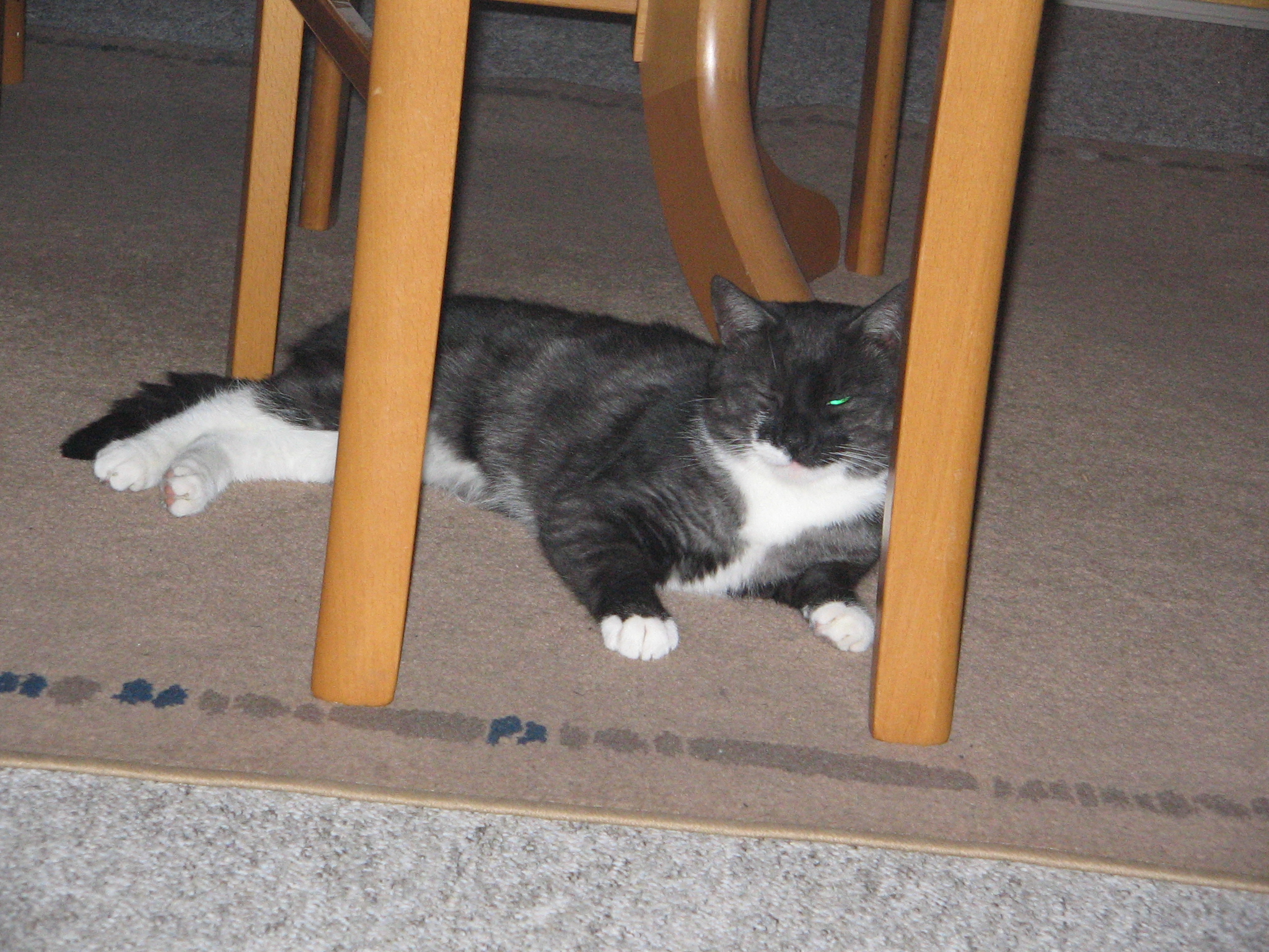 Gismo
