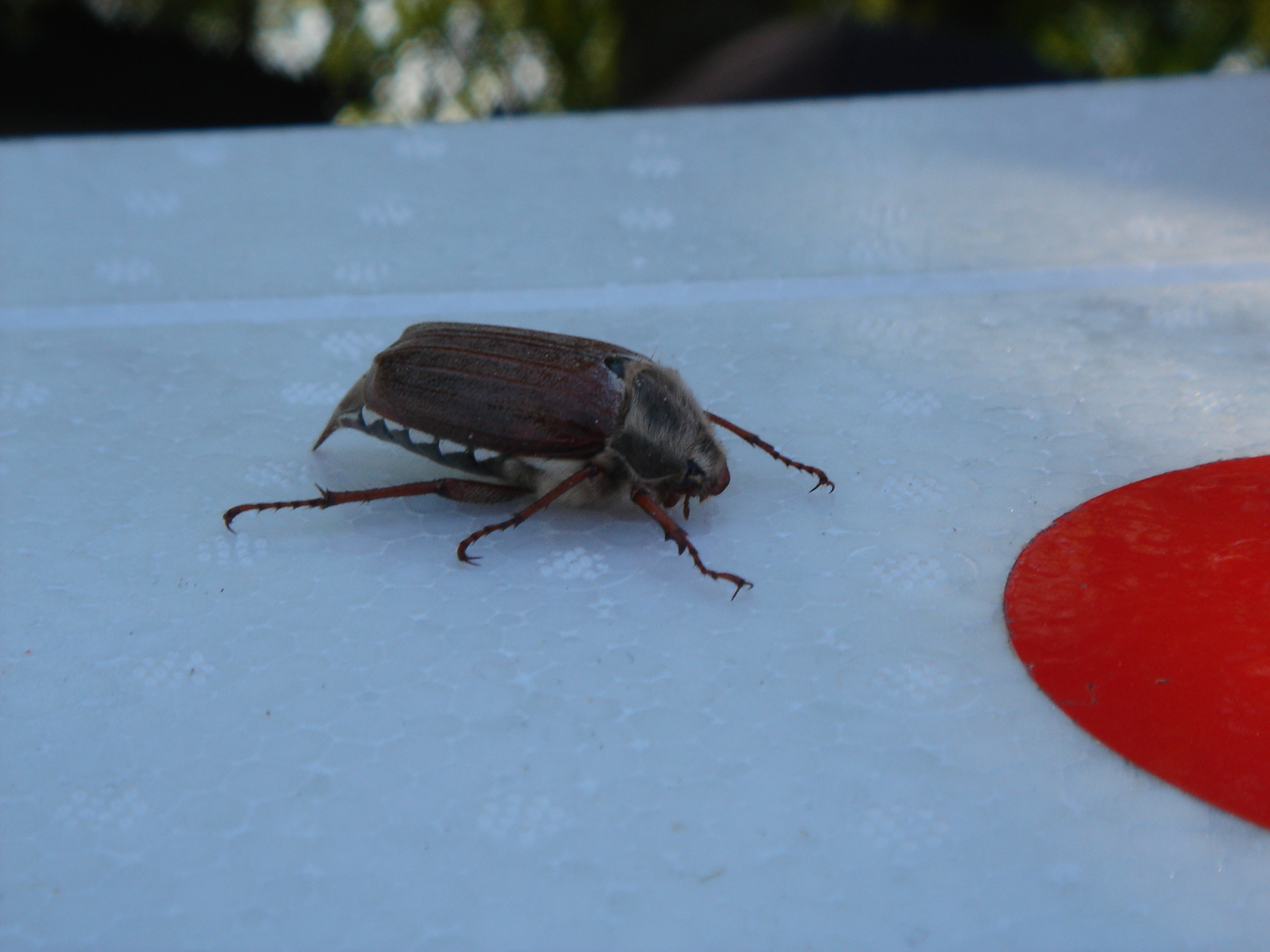 DSC04439.JPG