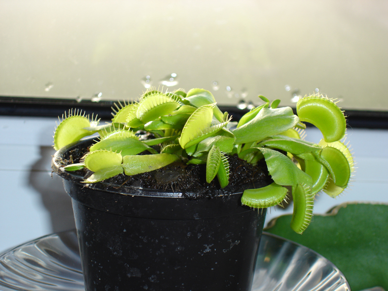 Dionaea muscipula (Venusfliegenfalle)