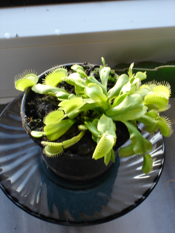 Dionaea muscipula (Venusfliegenfalle)