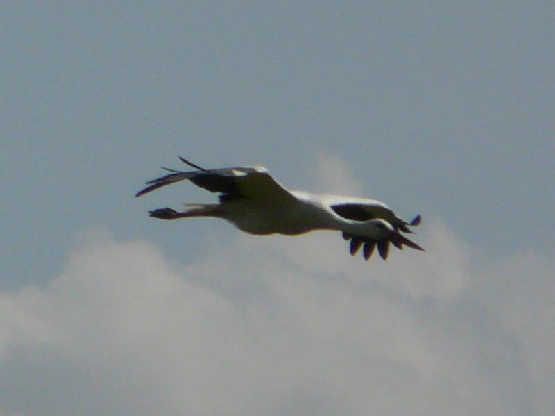 Storch.jpg