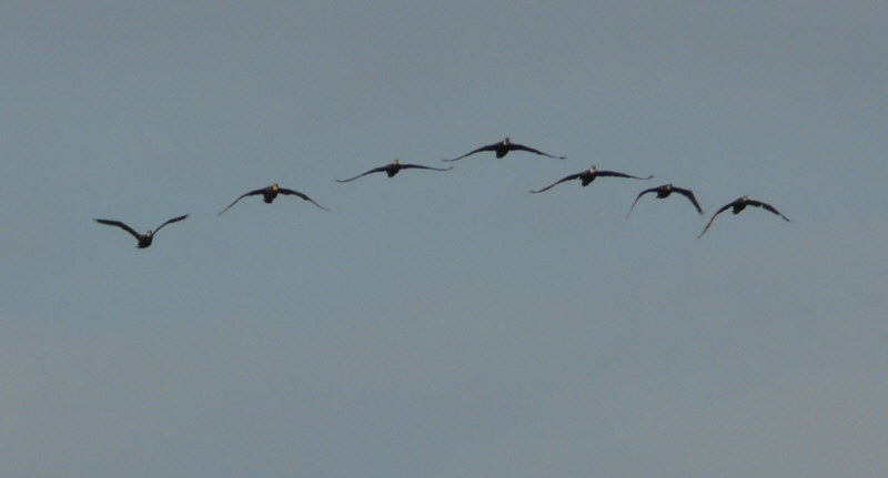 Formationsflug von Experten.jpg