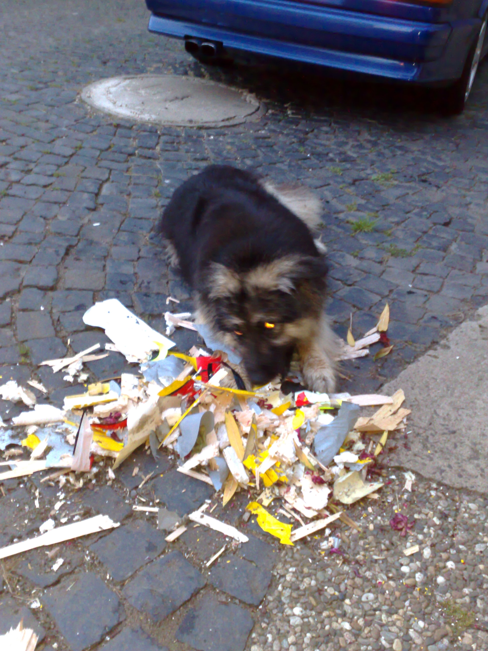 Mein Motorsegler Brilliant (er war schon vorher tot, der Hundi hatte noch seinen Spass dran)