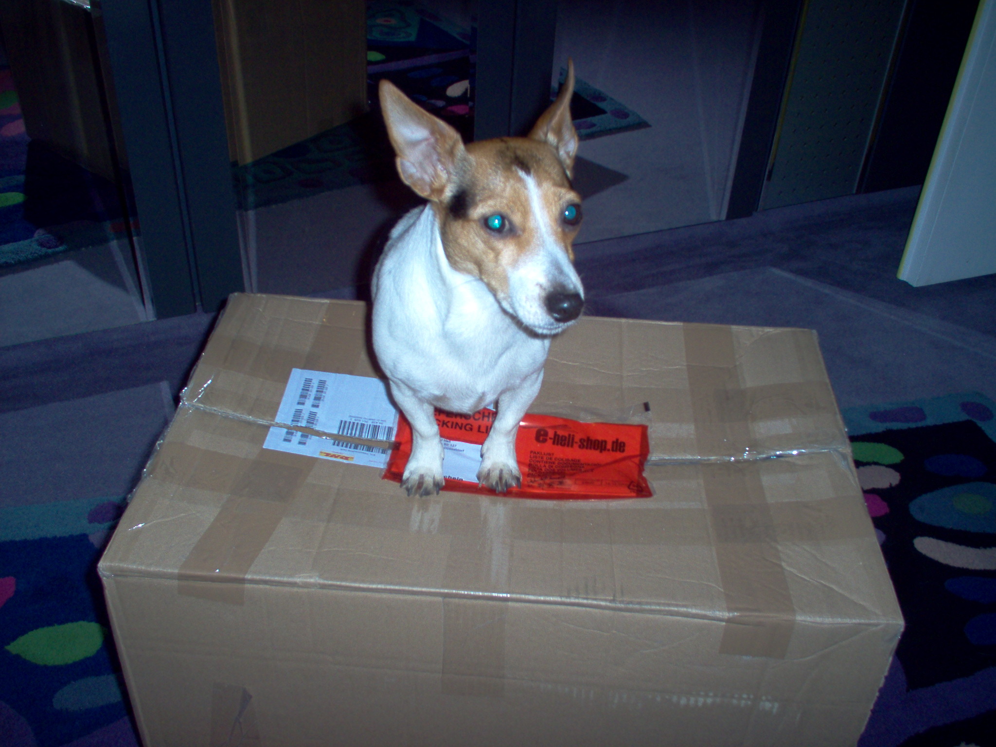 T-Rex-SE  28.12. 05 002.jpg