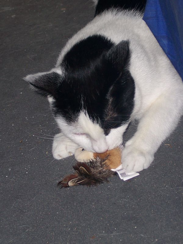 &quot;Hm... Du riechst so gut nach Katzenminze!&quot;