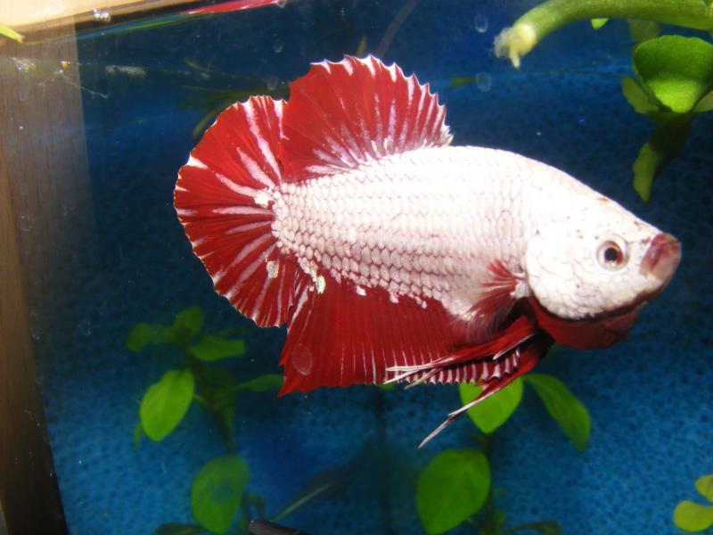DSCF5272.JPG