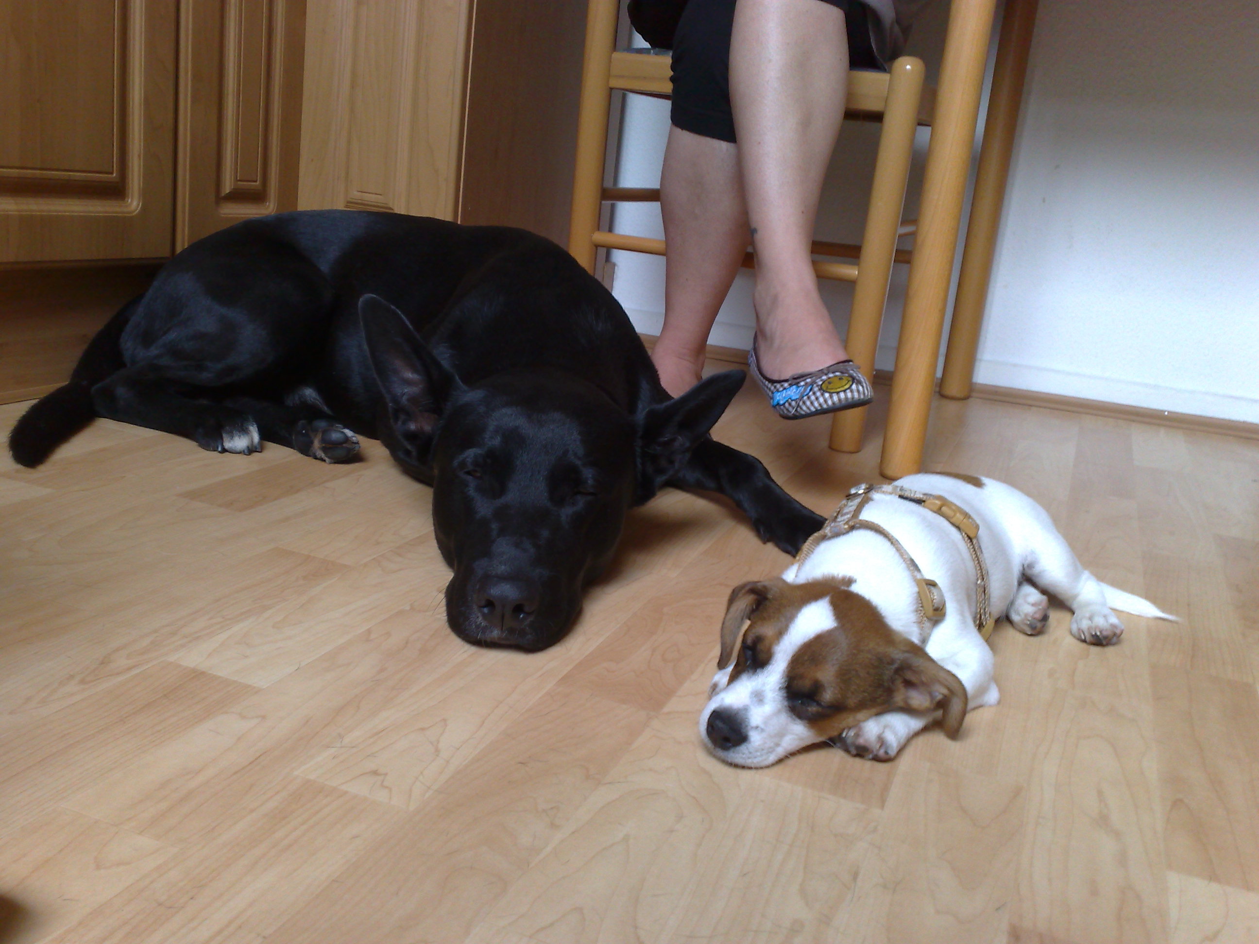 Unser gokuu als er noch klein war :)