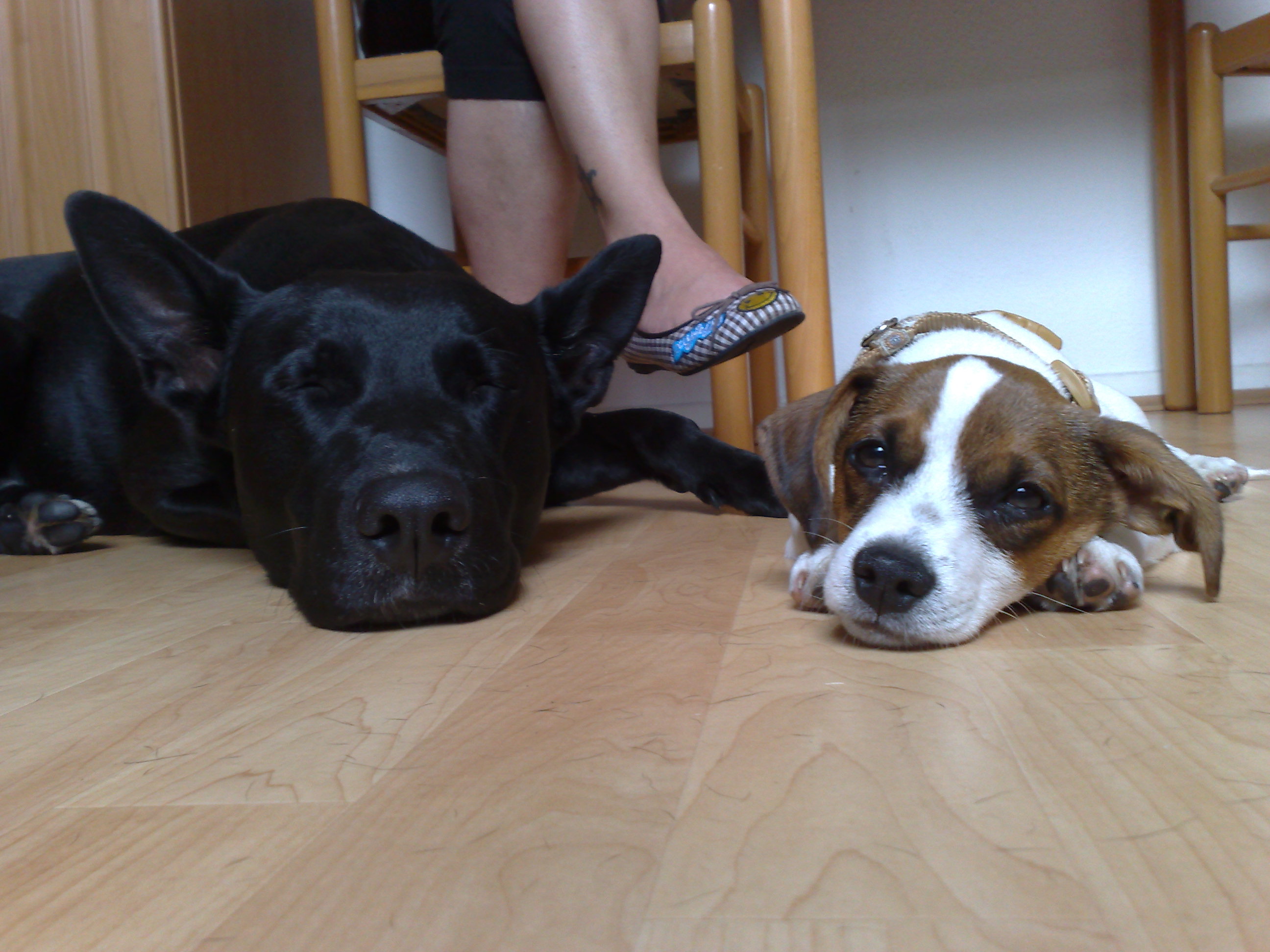 gokuu und sein bester Freund Dark