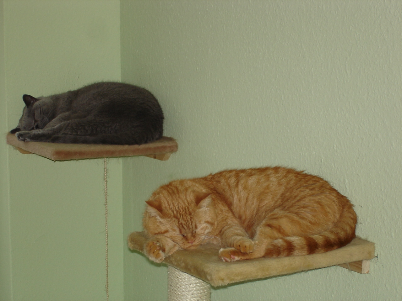 Schlafkatzen.JPG