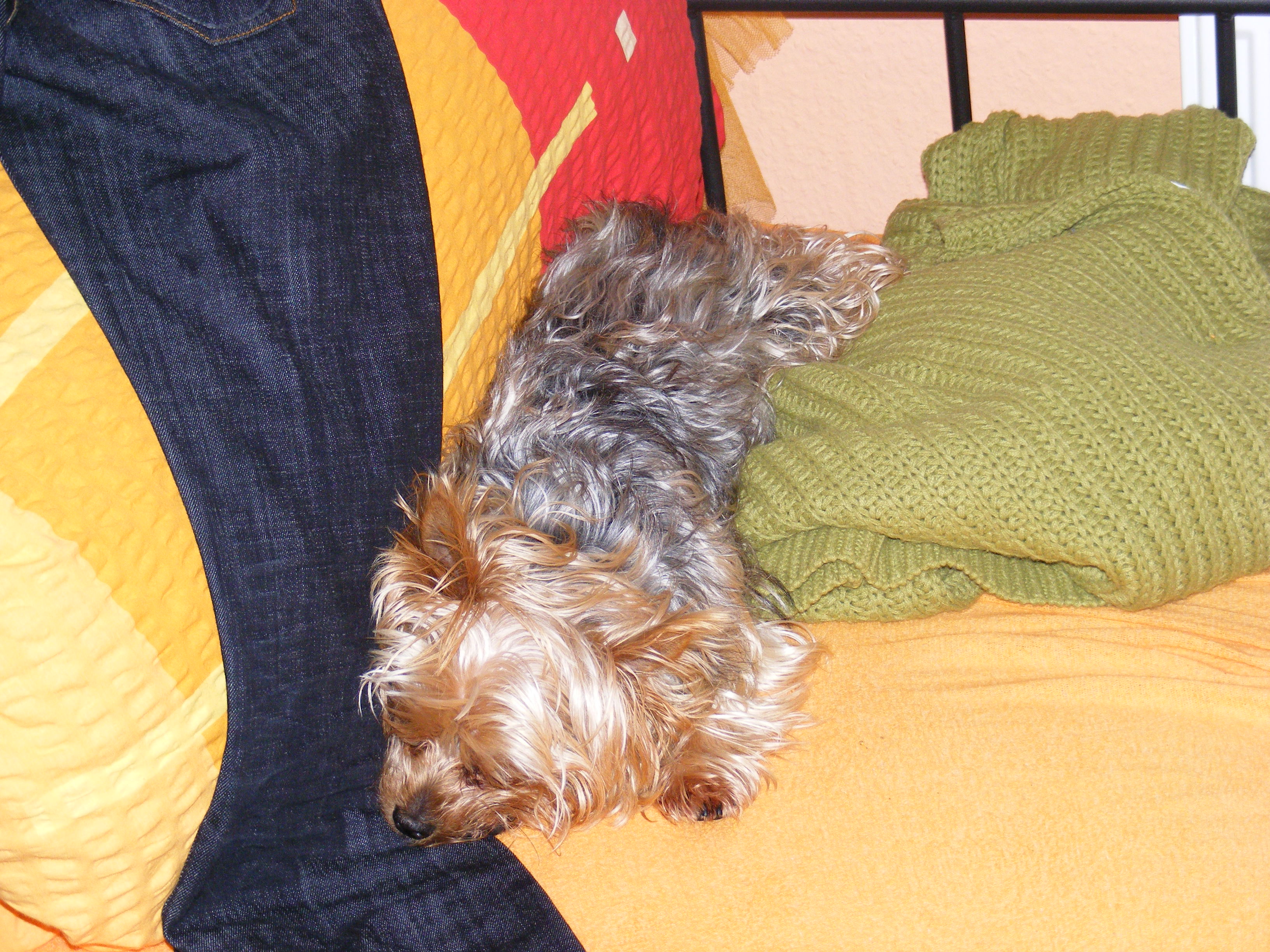 Cesar