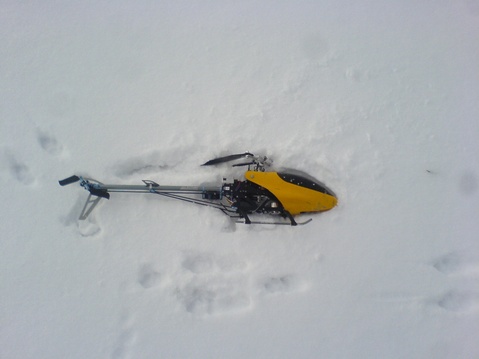 Rex schläft im Schnee.jpg