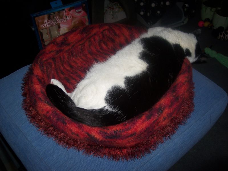 Katzenbett mit Klaus