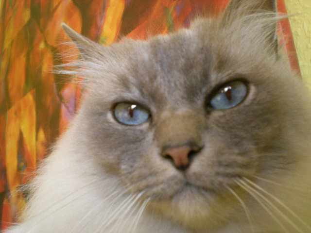 mein kater