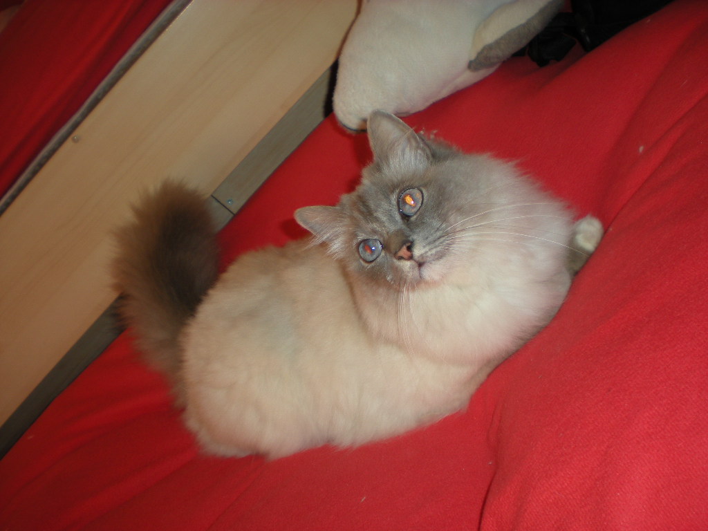 mein kater au dem bett