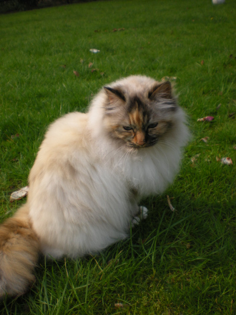 katze im garten