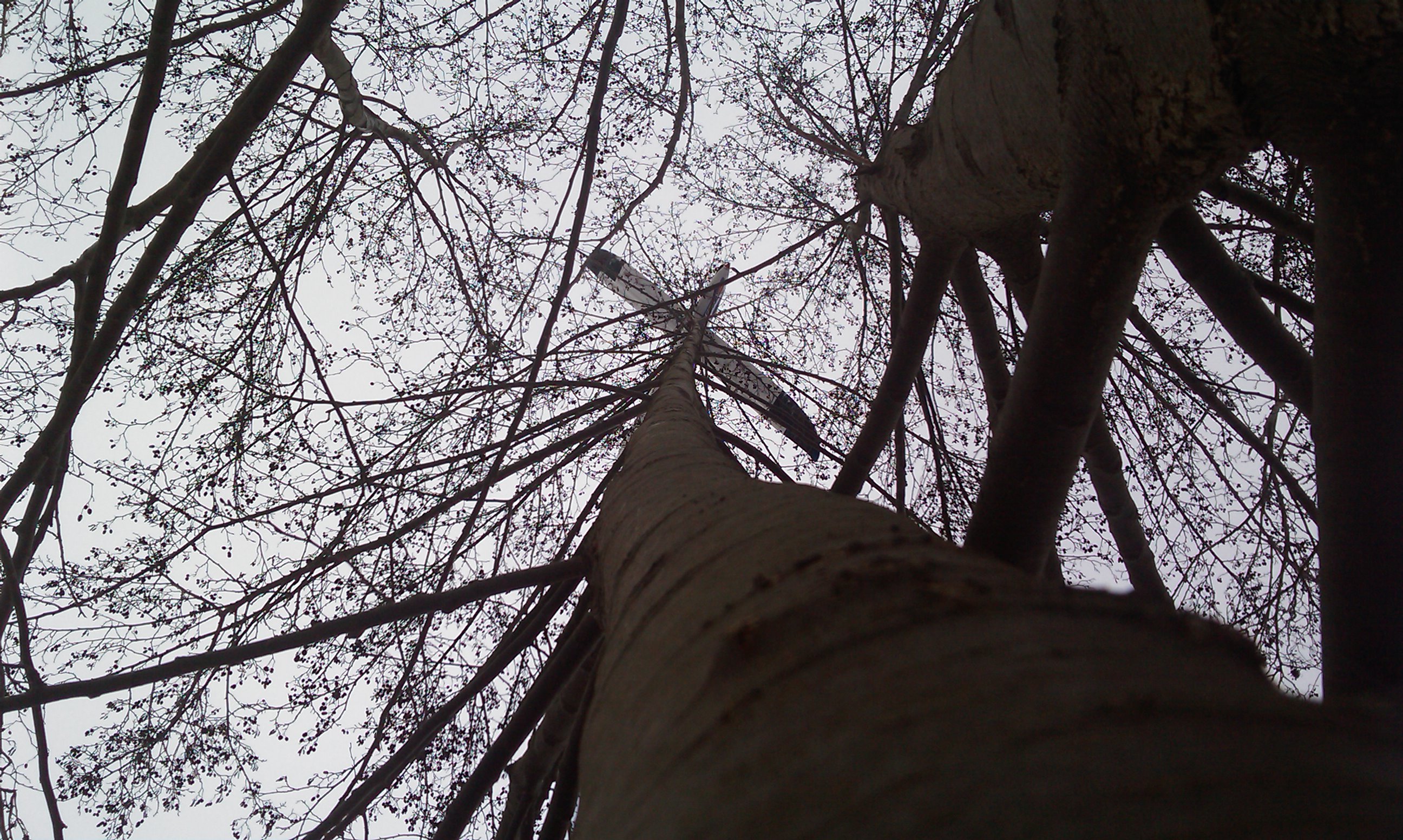 IMAG0275.jpg