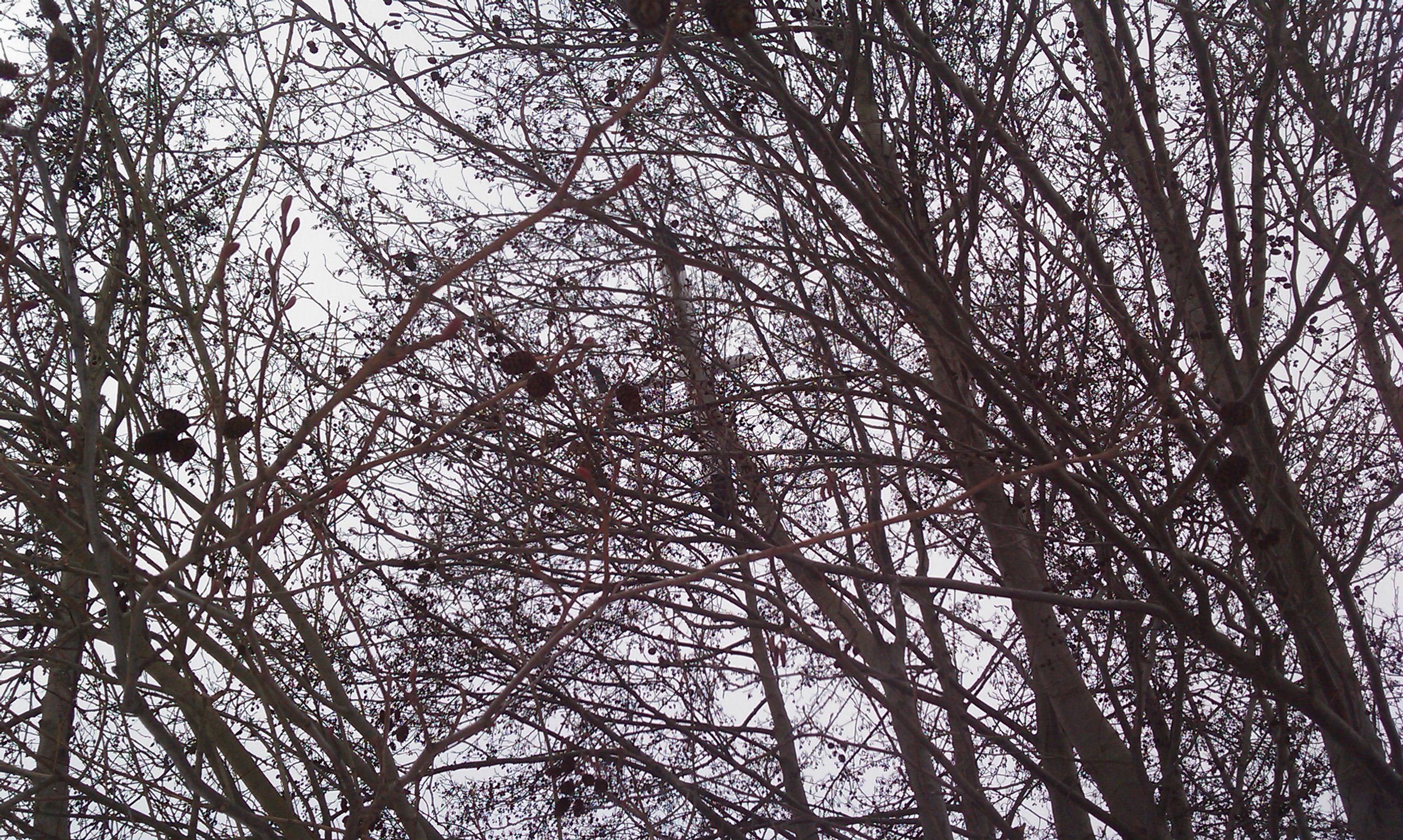 IMAG0272.jpg