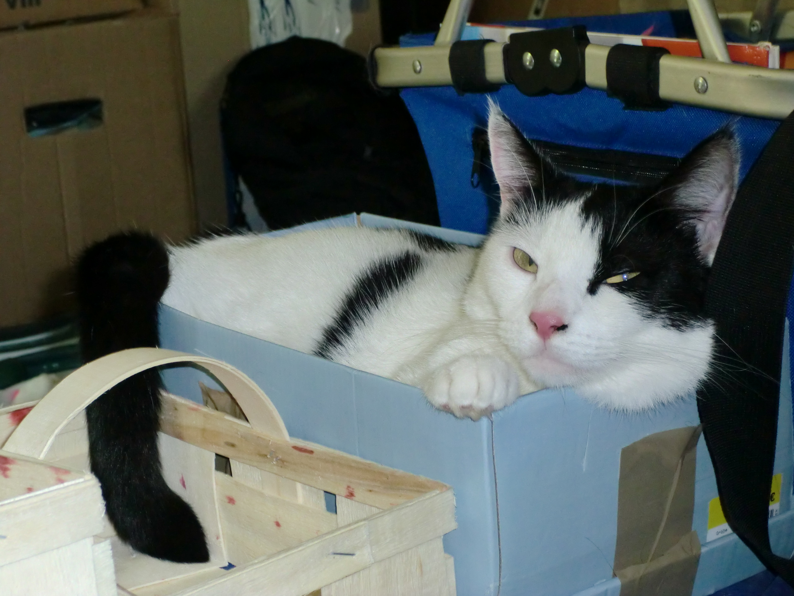 Wo ist die Katze?
