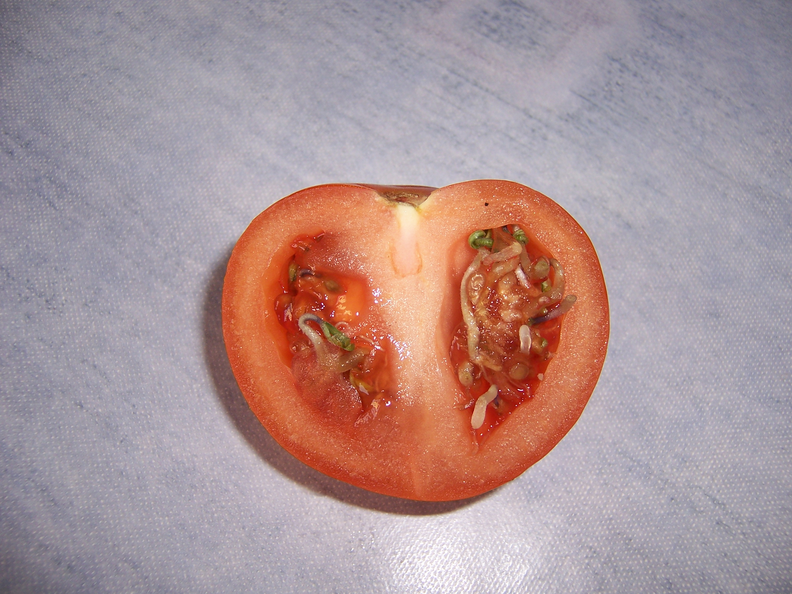 sammelsorium 005.jpg