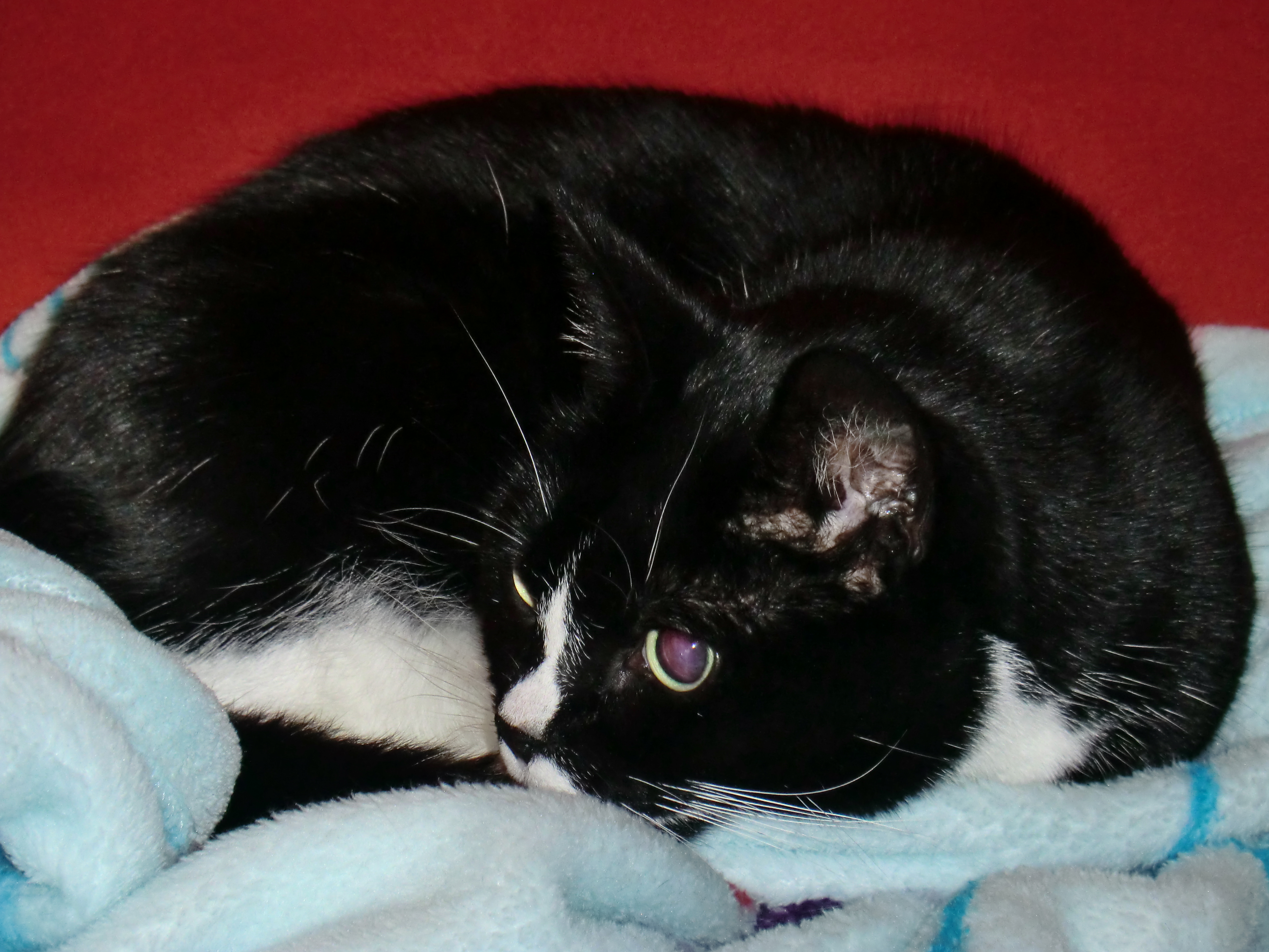 Mietzekatze