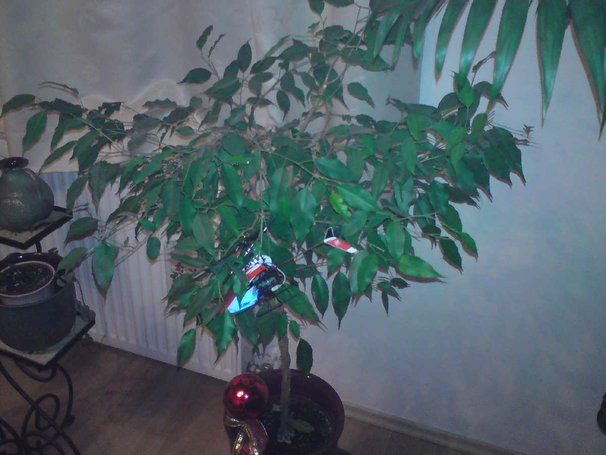Sprungbaum als Landeplatz