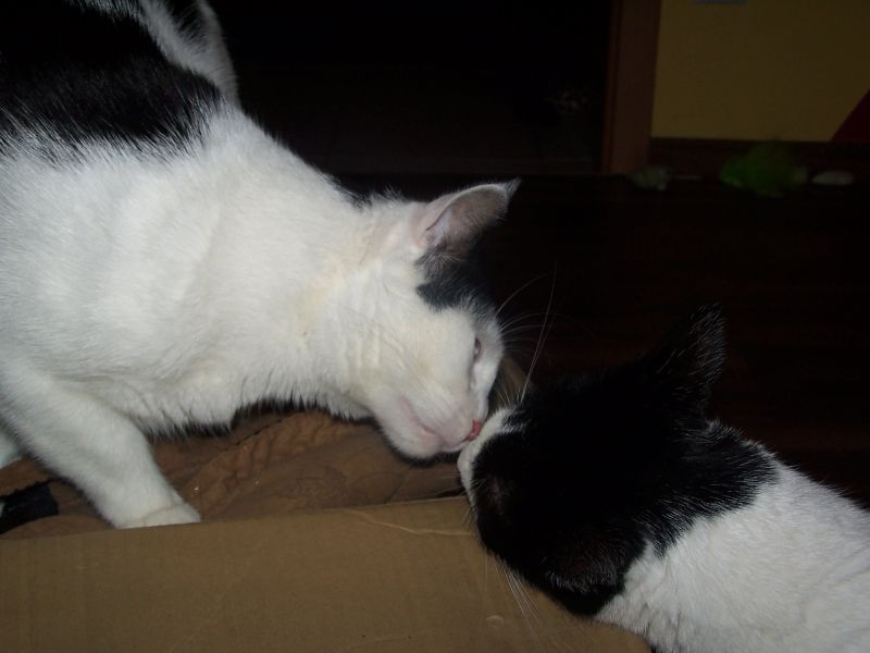 Katzenkuß.jpg