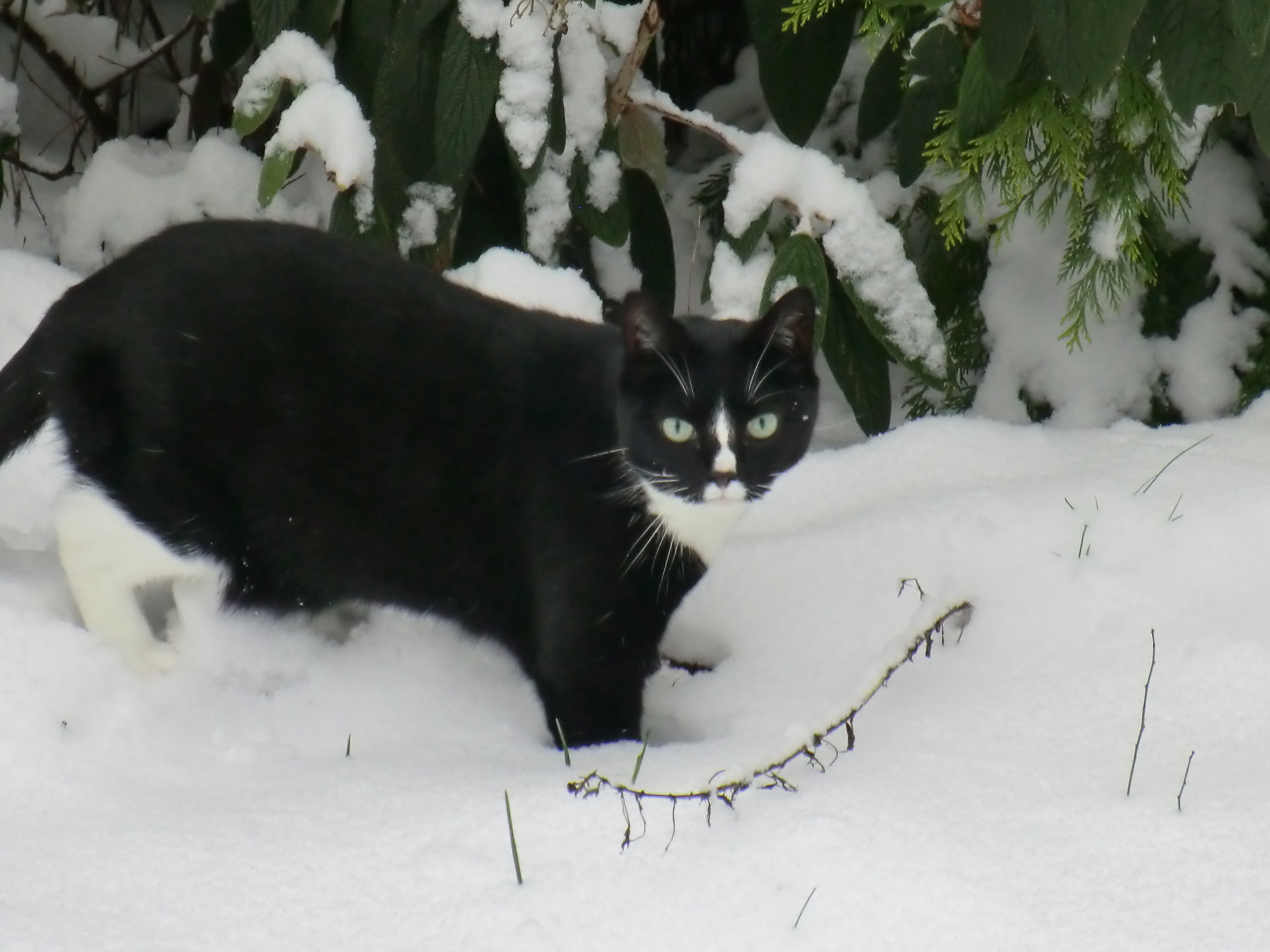 Caro im Schnee.JPG