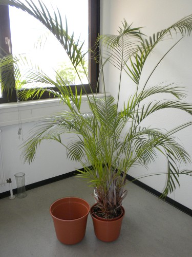 palme1.jpg