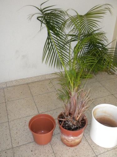 palme2.jpg
