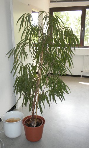 pflanzex1.jpg