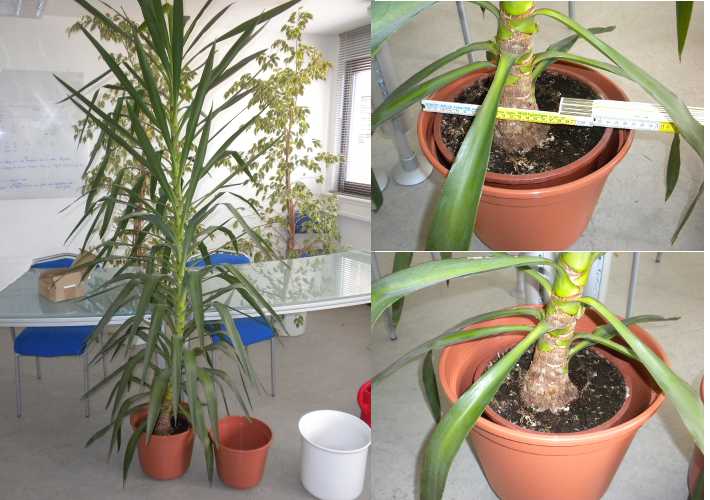 yucca1.jpg