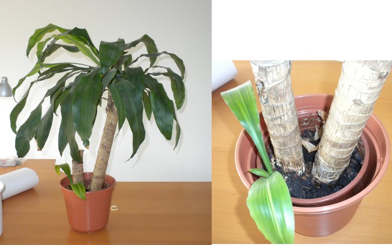 yucca2.jpg